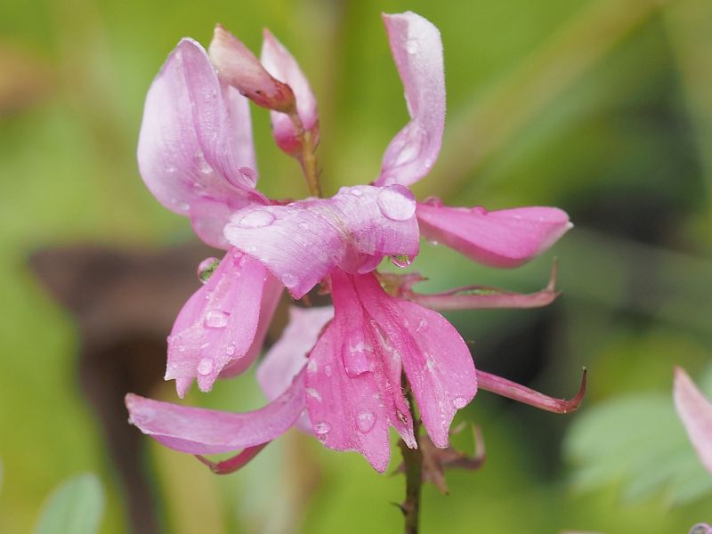 Indigofera heterantha